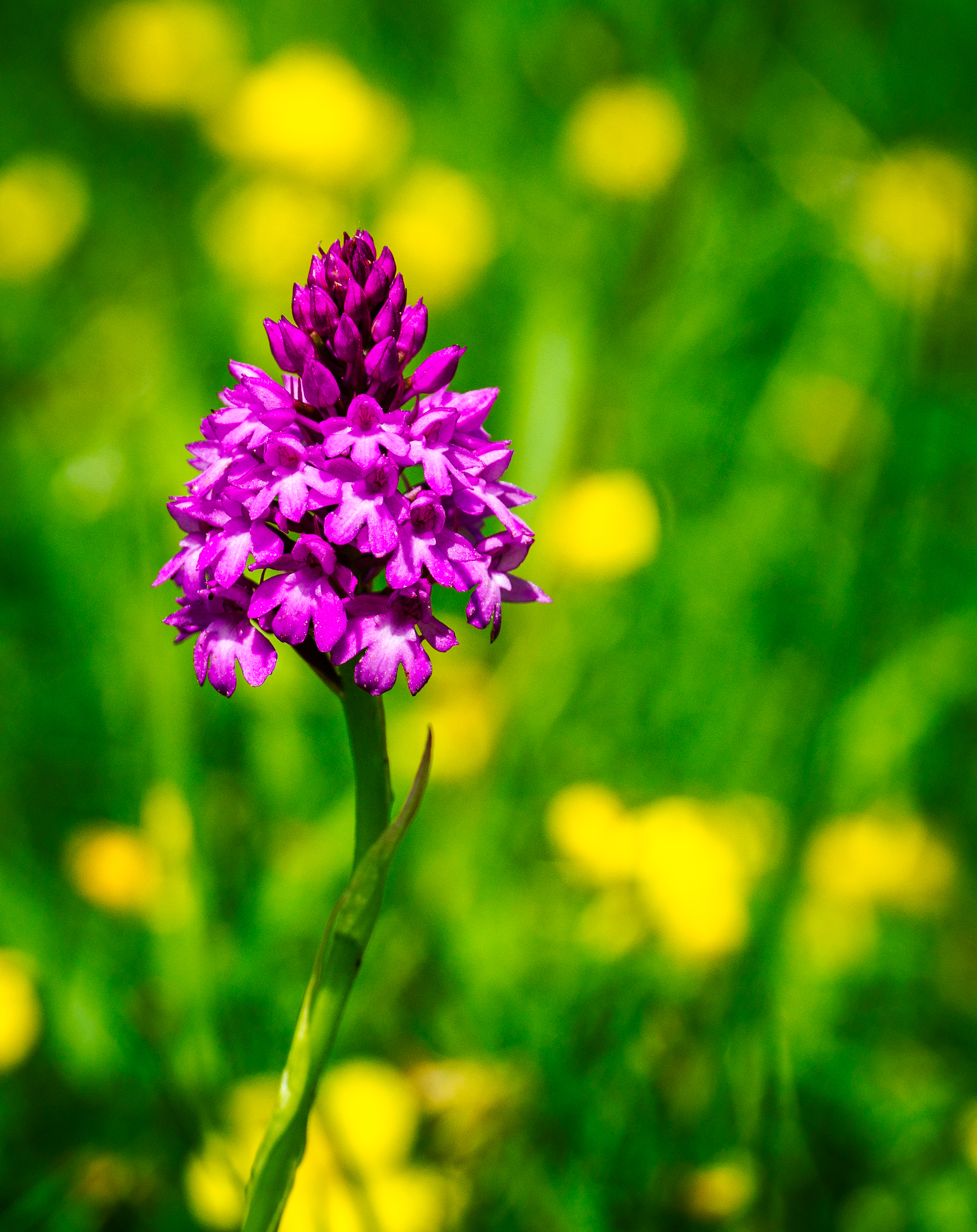 Pyramid Orchid, North Downs